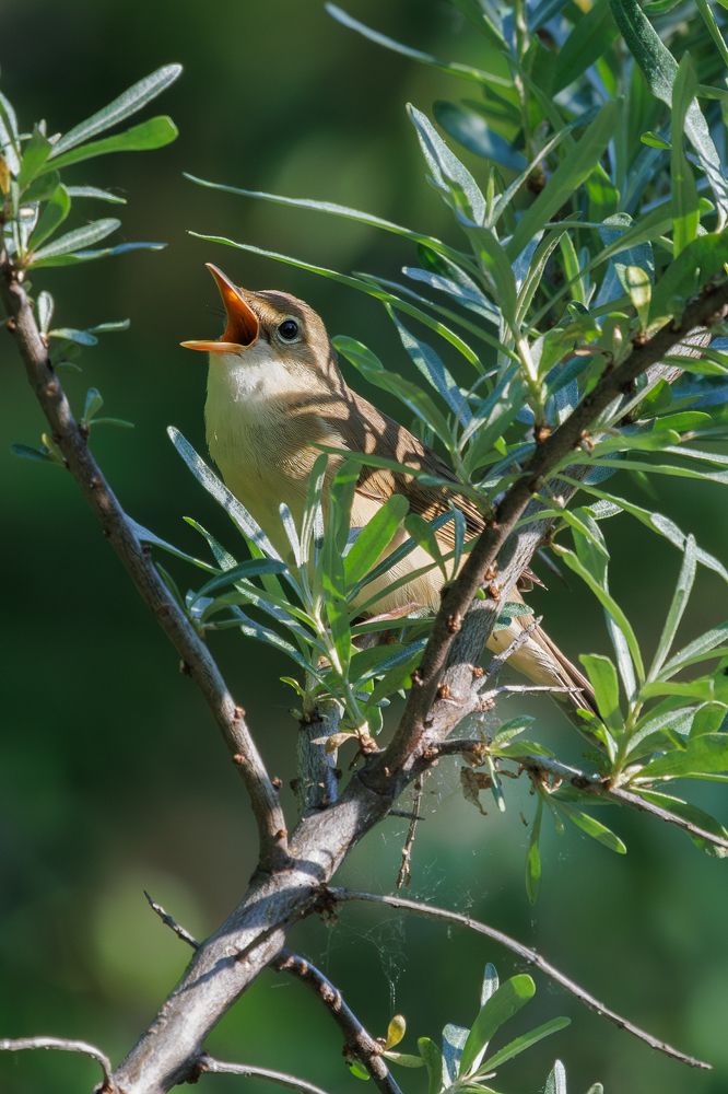 Фотография автора Сергей Брюшинин