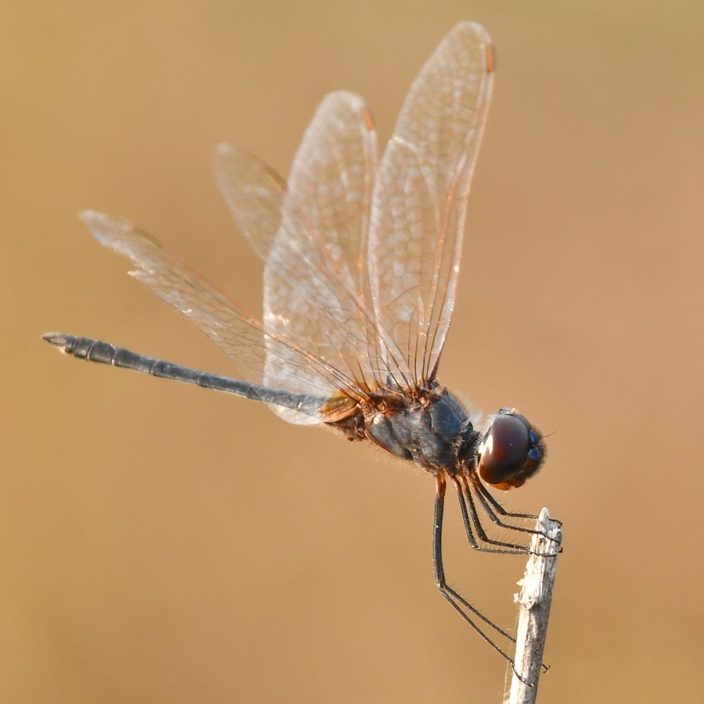Photograph by Marzio Fattorini