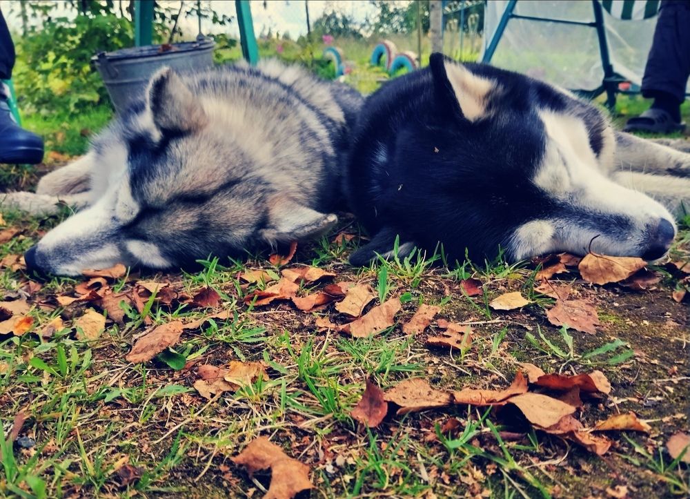 Photograph by Елена Наленч