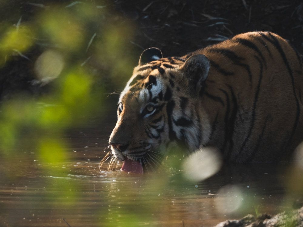 Photograph by DWIJESH GHUGARE