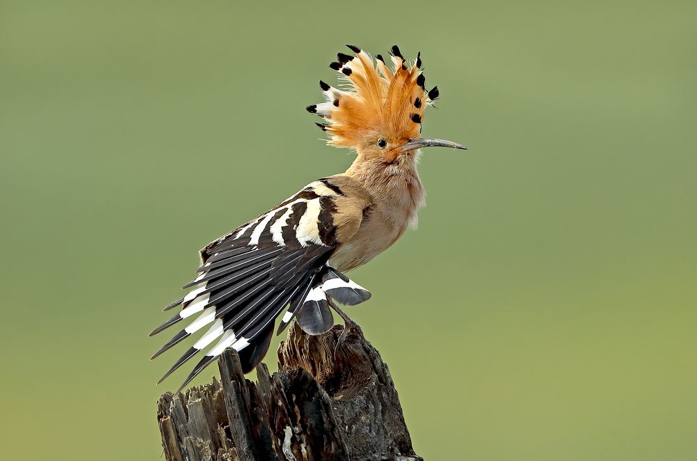 Фотография автора Гусар Александр