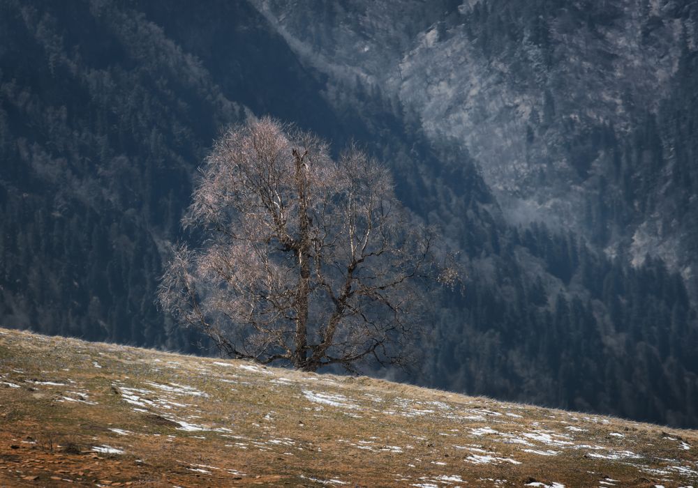 Одинокий расцвет