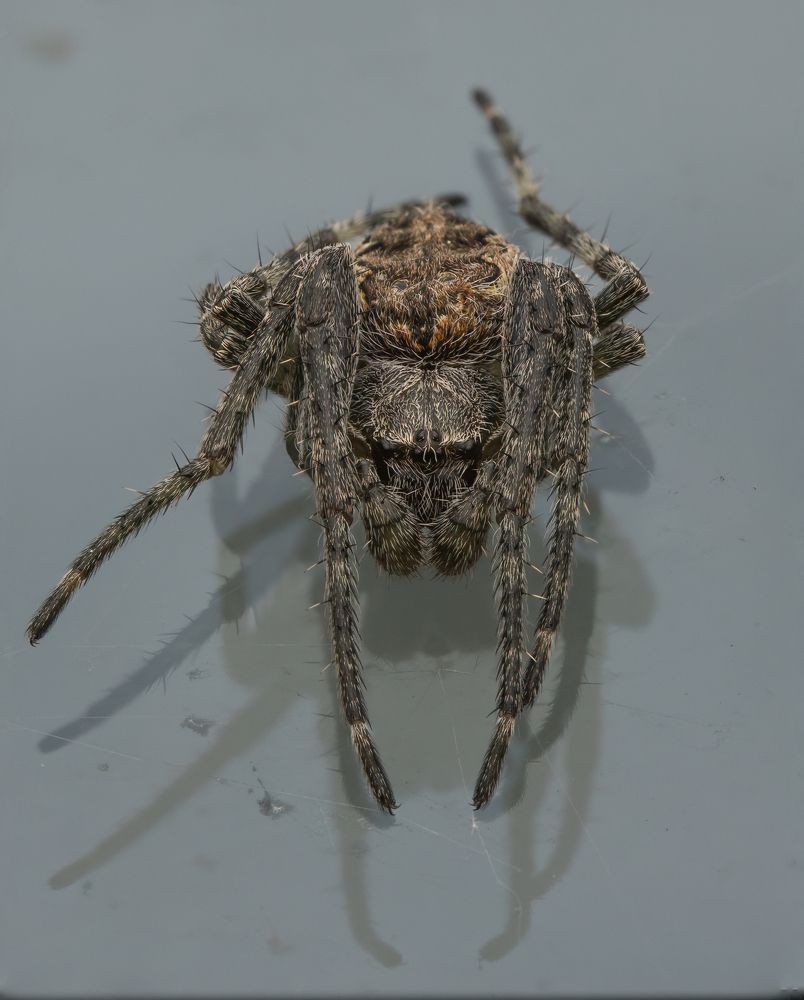 Фотография автора Alexander Pakhomov