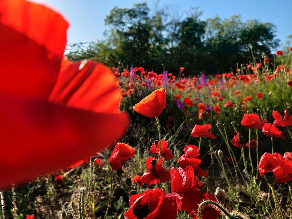 Красные маки