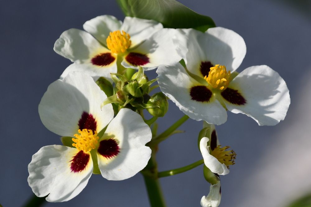 Photograph by Marzio Fattorini