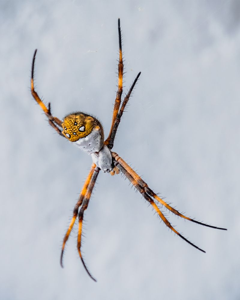 Photograph by Susie Castellano