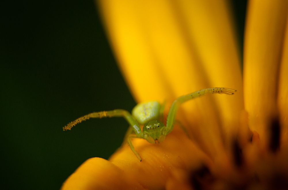 Photograph by Ариадна Подмогильная