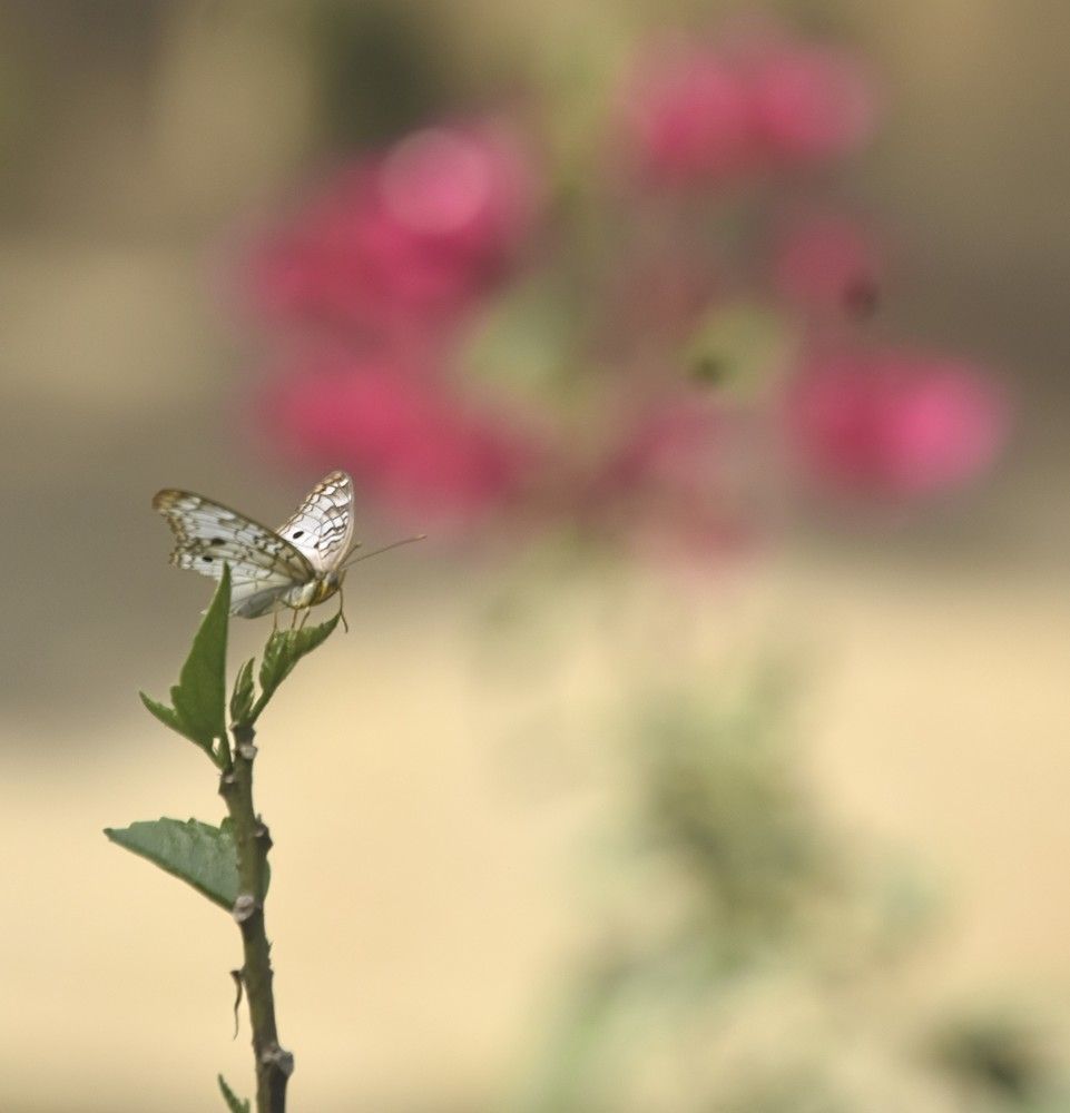 Photograph by Pedro Gonçalves