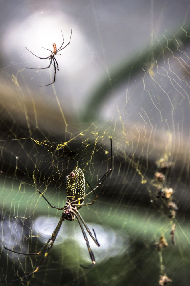 Photograph by roselino de oliveira rocha