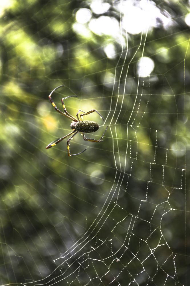 Photograph by roselino de oliveira rocha