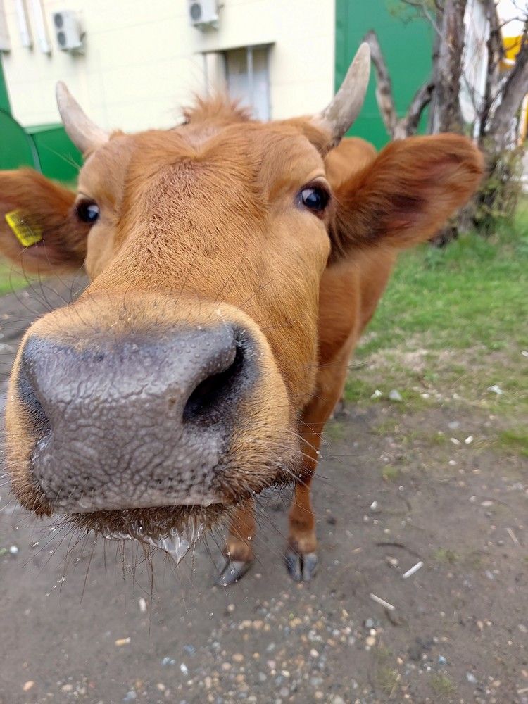 Рожки да ножки.