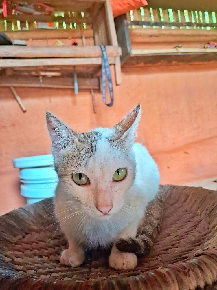 Photo #10651322