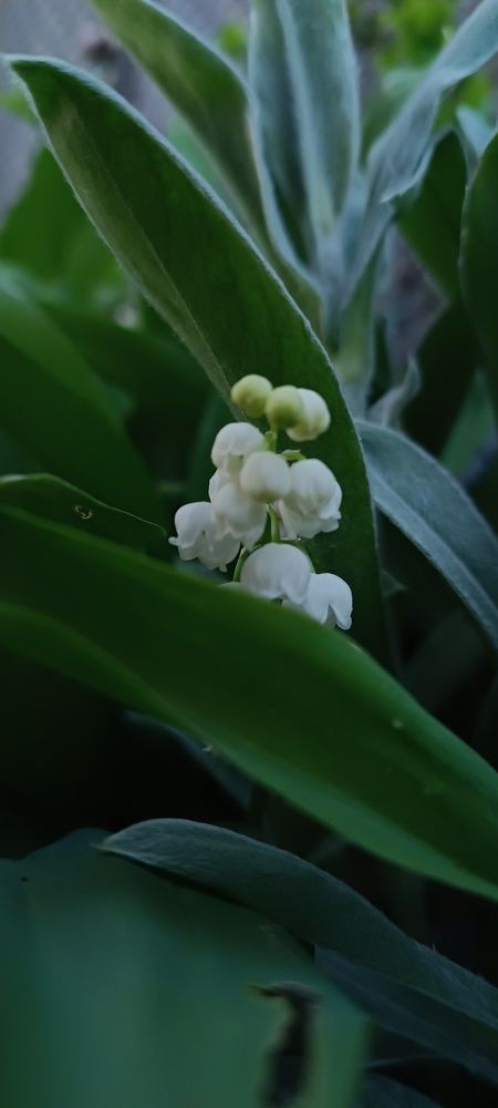 Photograph by Лидия Кротько