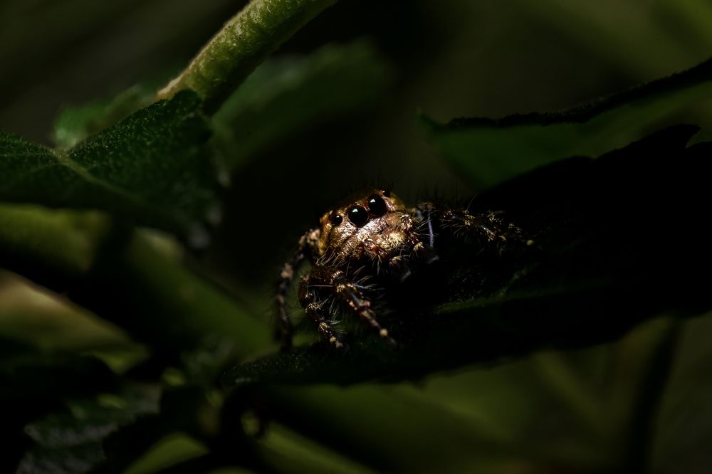 Photograph by Jeenbastian KJ