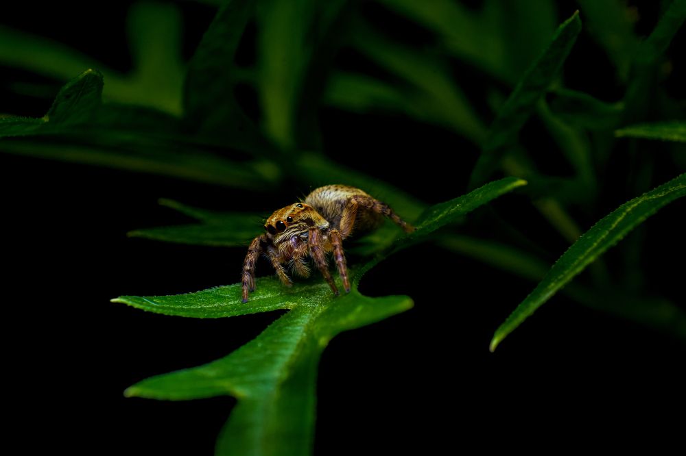 Photograph by Jeenbastian KJ