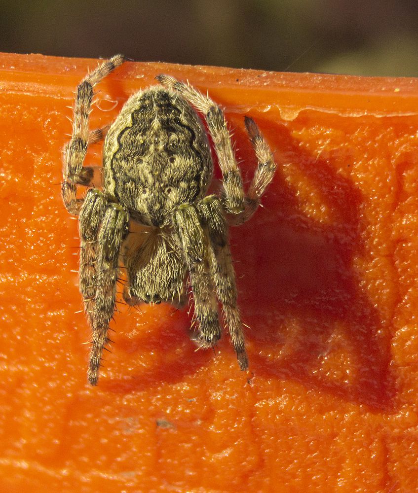 Photograph by Sergey Tsubanov