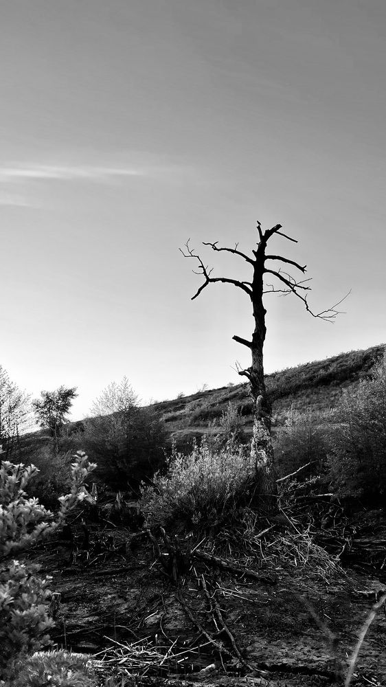 Photograph by Елена Секрет