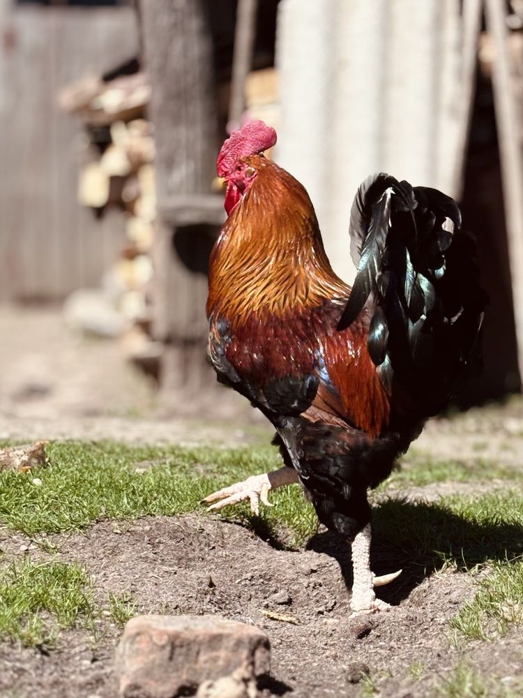 Photograph by Halina Mitsevich