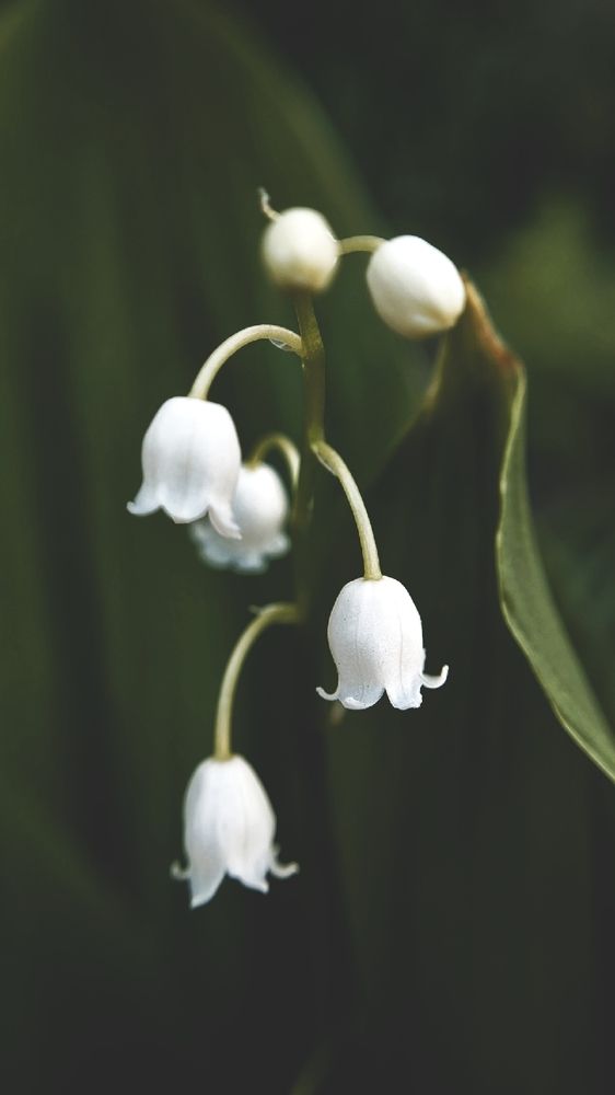 Фотография автора Анна Морозова