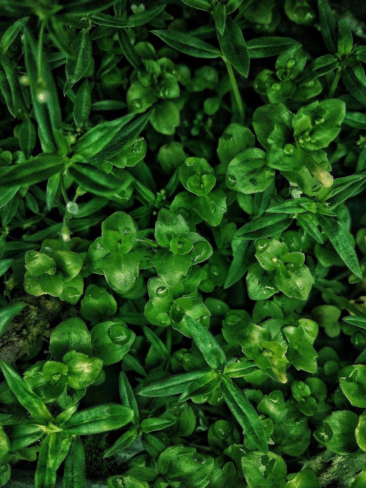 A relation beetwen nature and rain