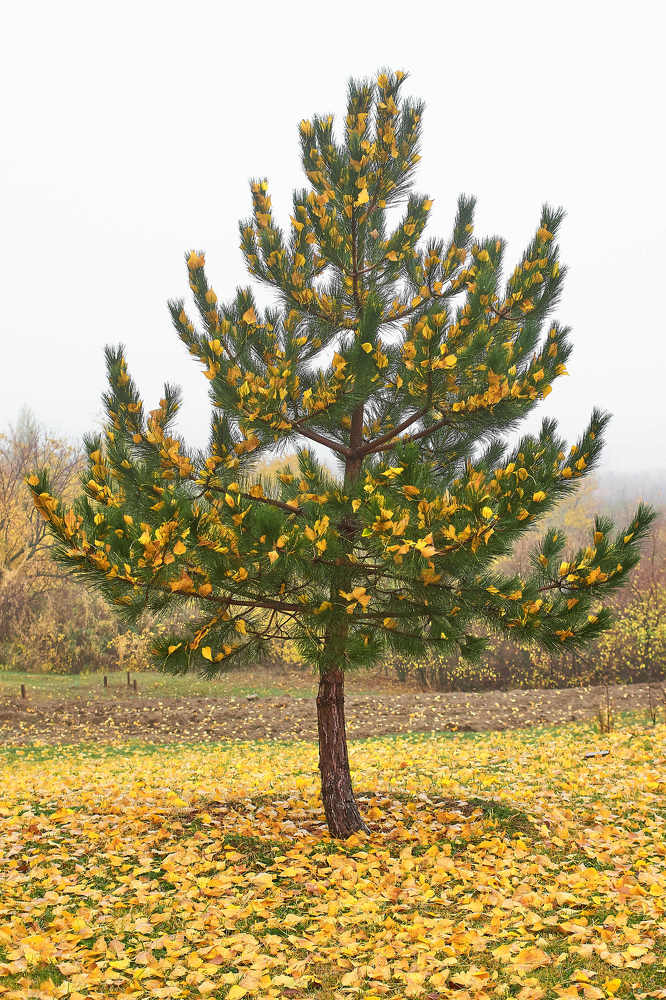 Photograph by Павел Сторчилов