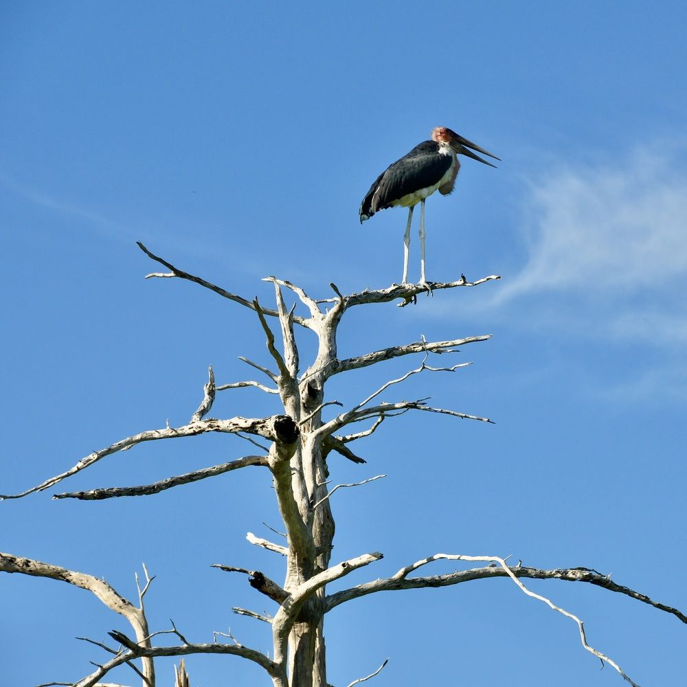 Marabou Stork