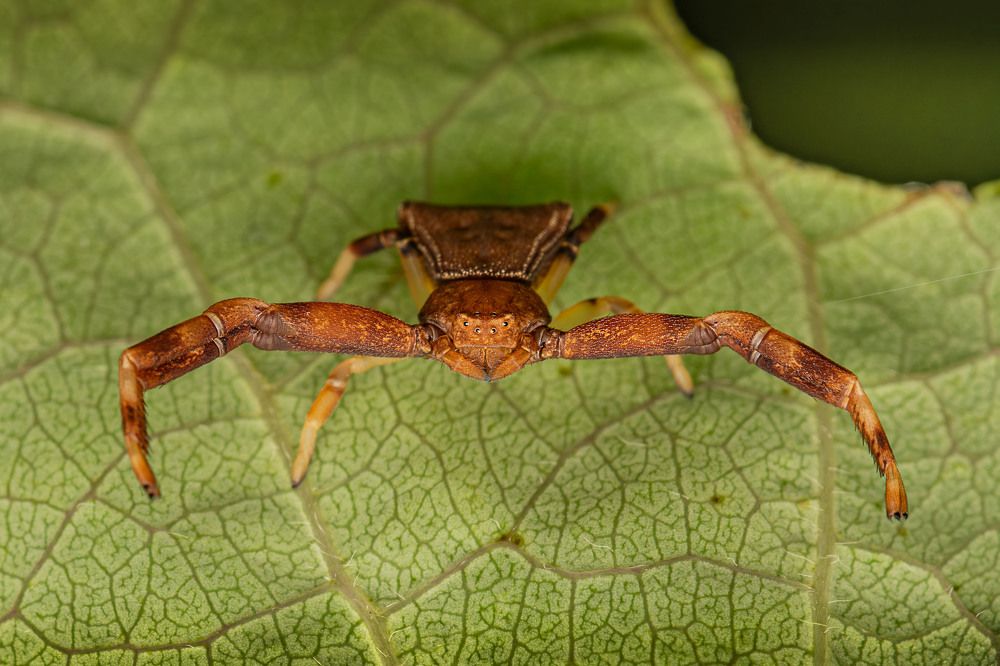 Фотография автора Виталий Сурков