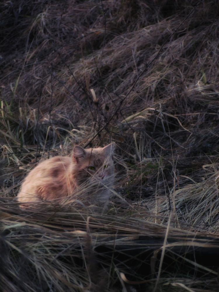 Photograph by Prohor