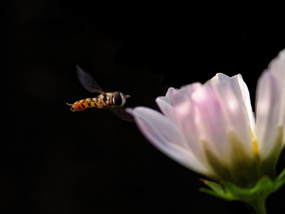 Фотография автора Ramprasad Das