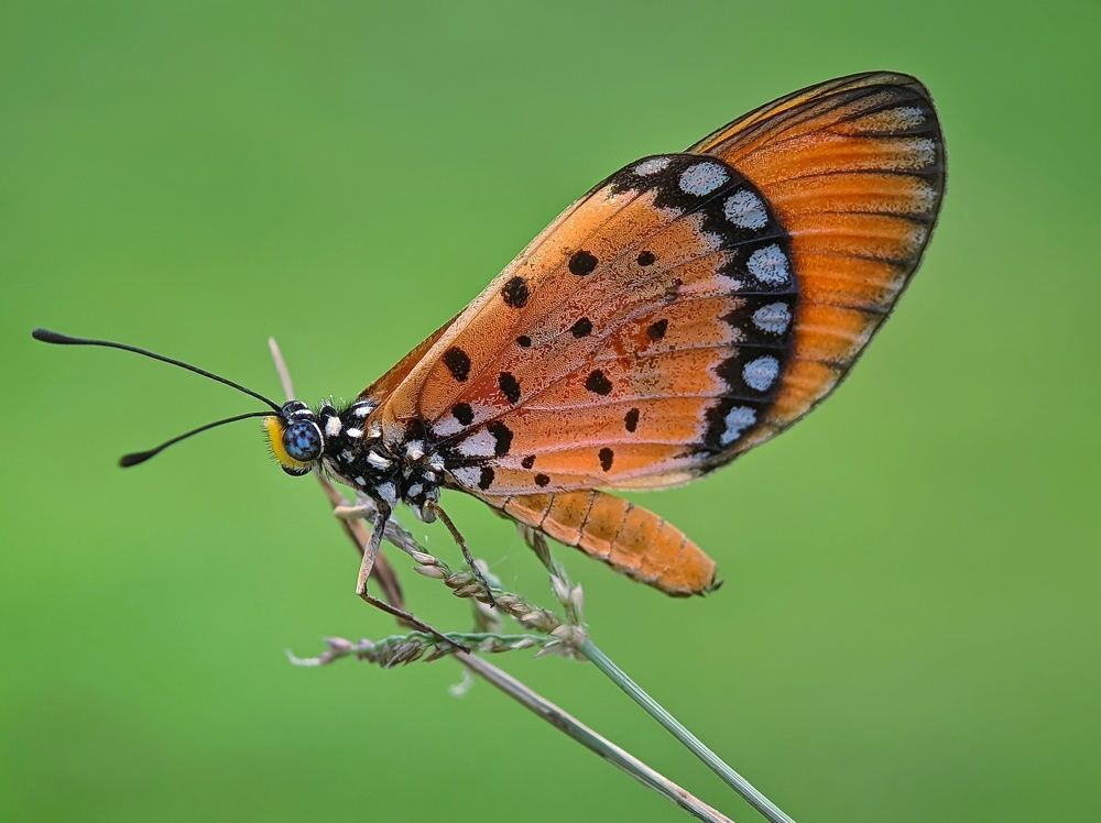 Photograph by Ramprasad Das