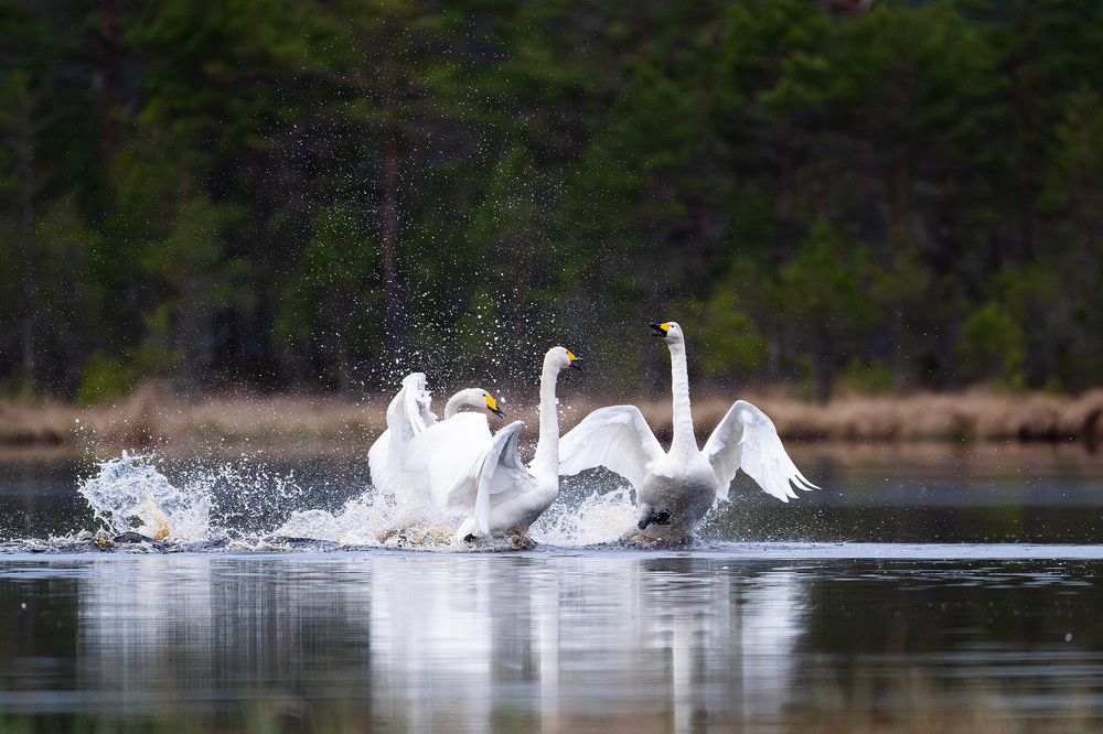 Photograph by Uve-Rain Uusrand