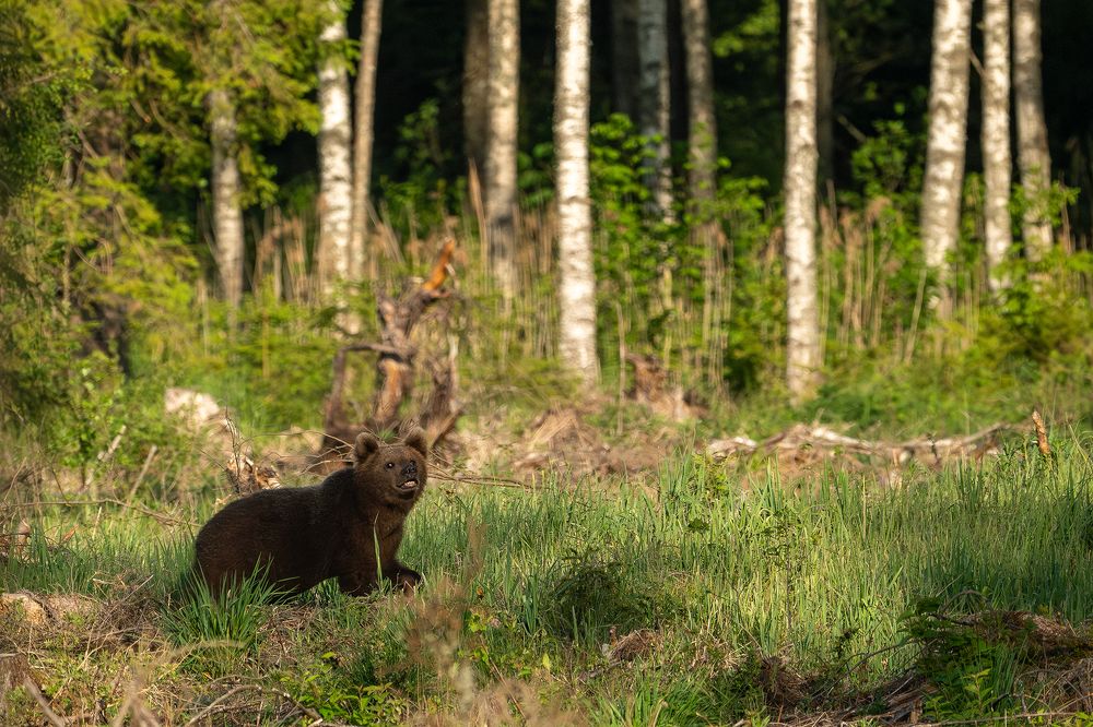 Photograph by Uve-Rain Uusrand