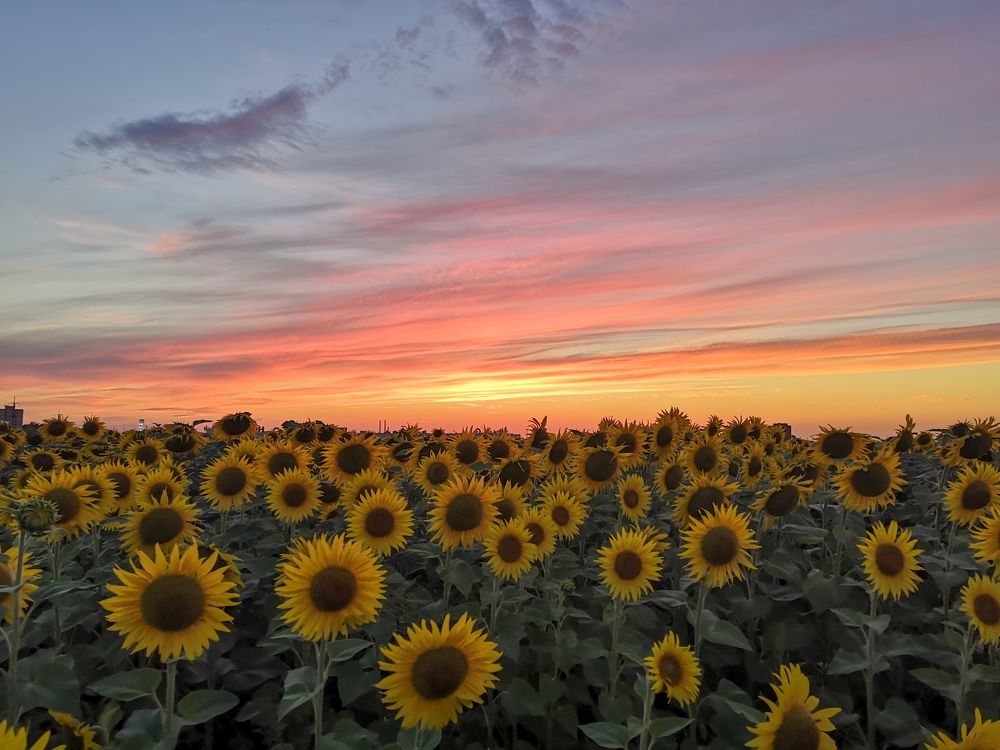 Подсолнечный закат