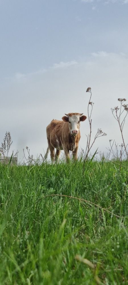 Photograph by Elena Ovsannikova