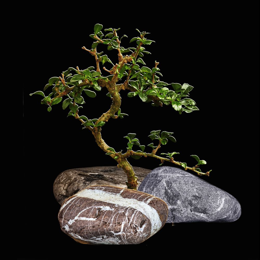 Photograph by Aleksandr Belov