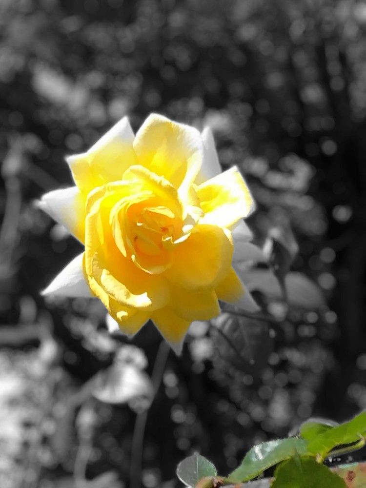 Yellow rose