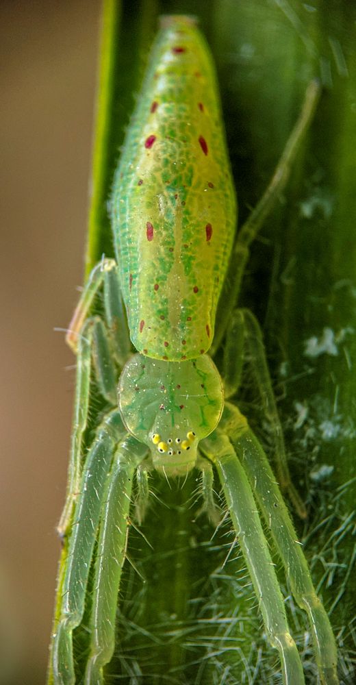 Photograph by sandhya kudli