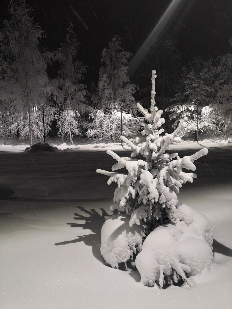 Чёрно-белая зима