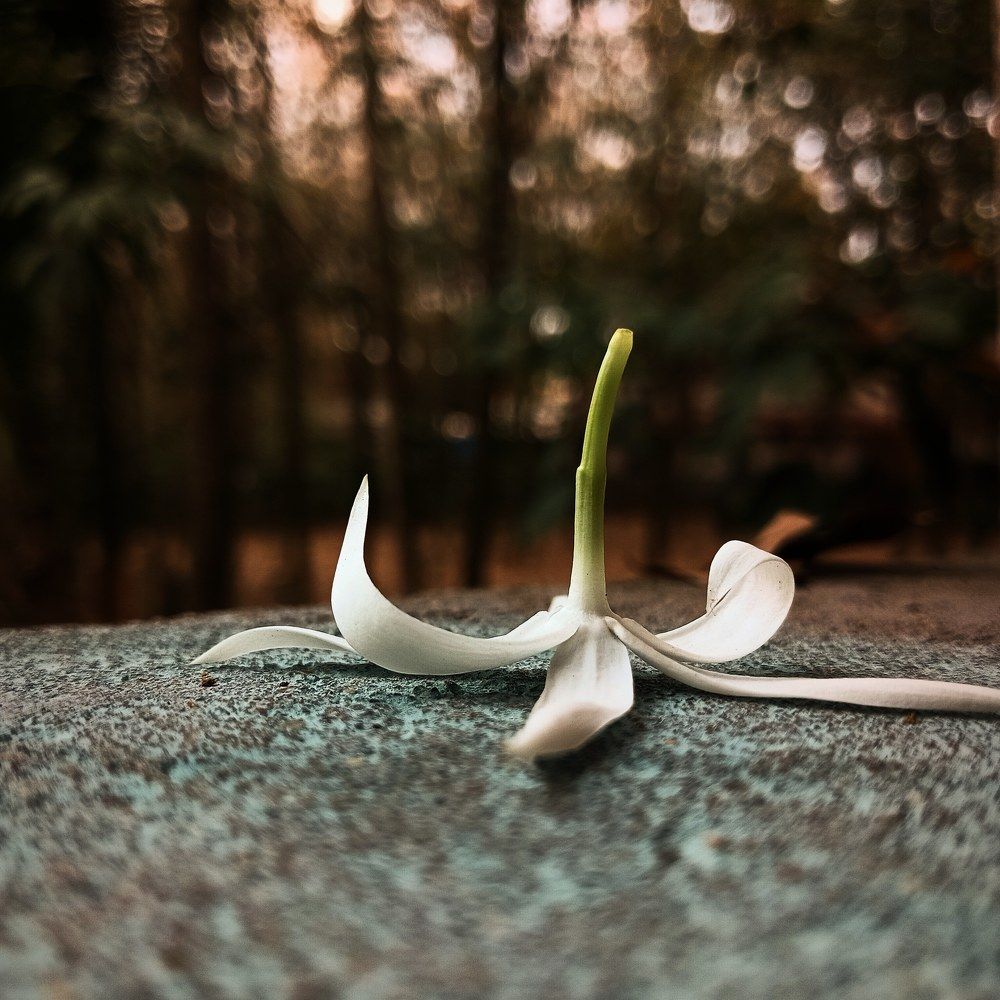 Photograph by Gishalin Rufina S G