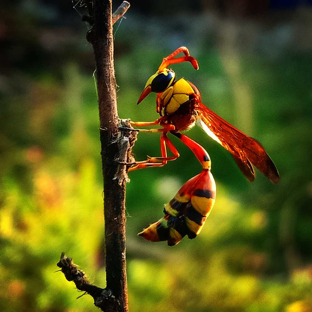 Photograph by Niveka Pushparasa