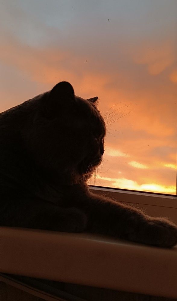 Фотография автора Екатерина Счасная