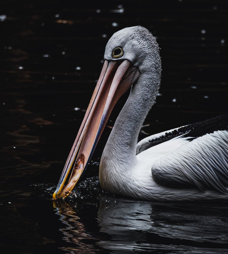 Graceful Hunters: The Art of Pelican Fishing