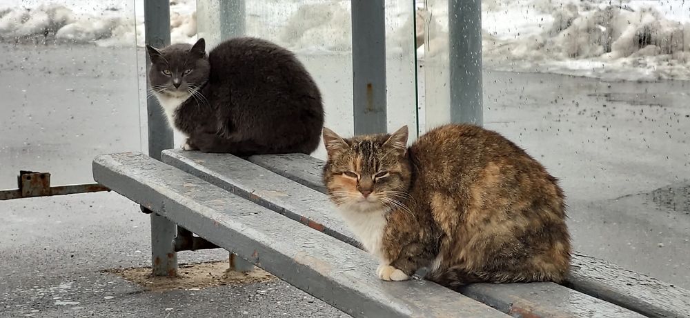 Фотография автора Максим Светличный