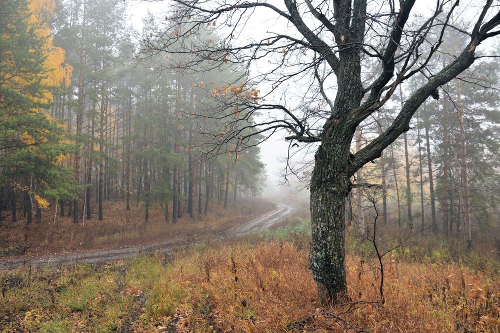 Грибная пора.