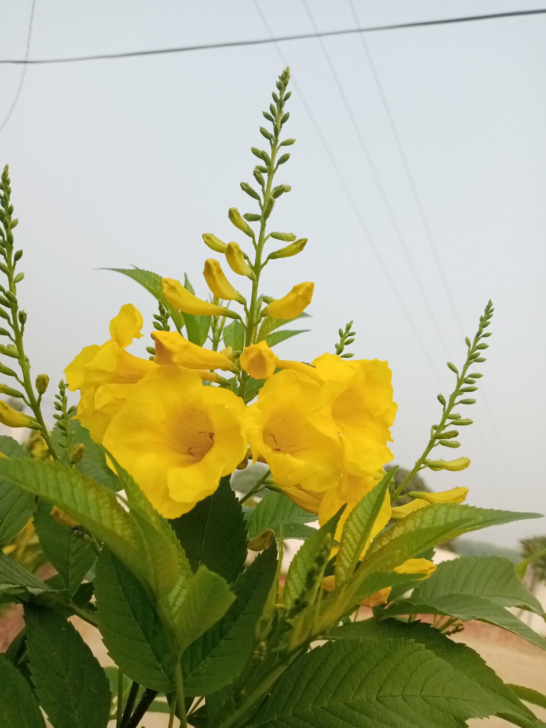 Photo #10652659