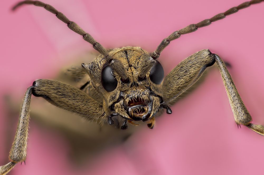 Photograph by Armen  Maitesian