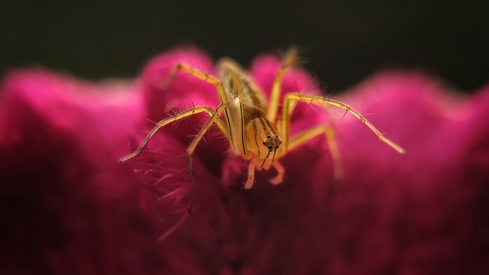 Photograph by Spawi Safwan