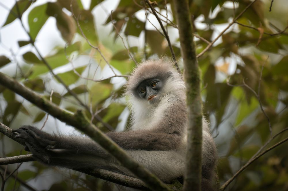 Photograph by Livines Annamalai