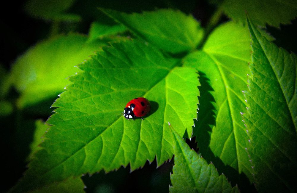 Photograph by Любовь Иванова