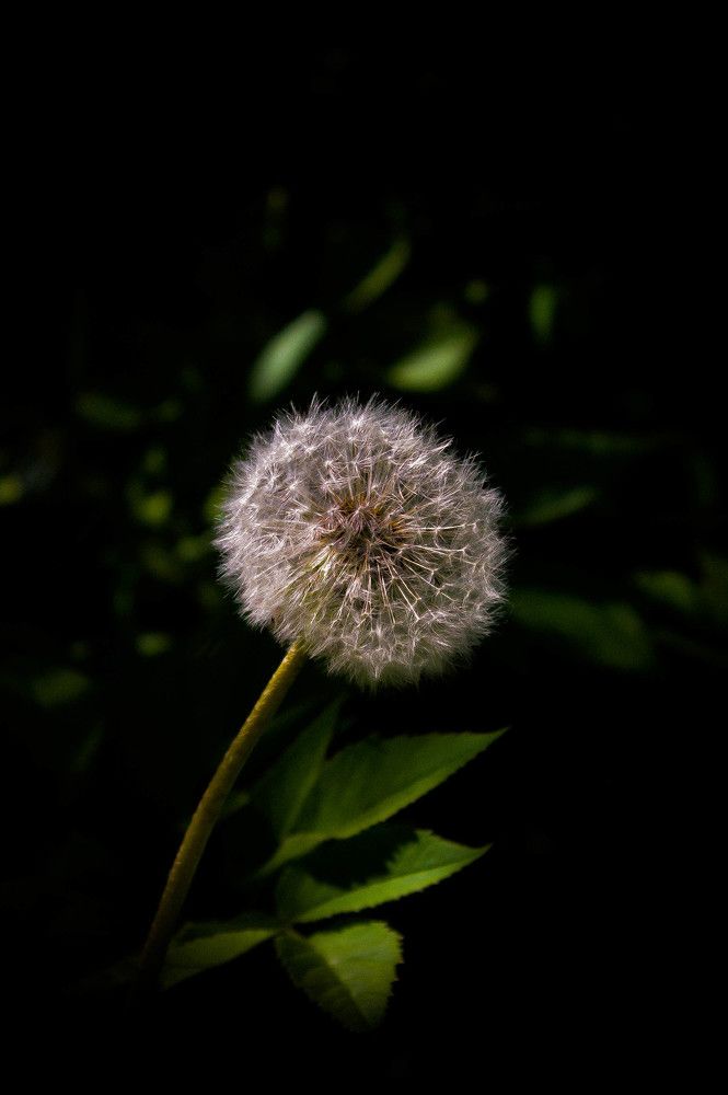 Одуванчик полевой...